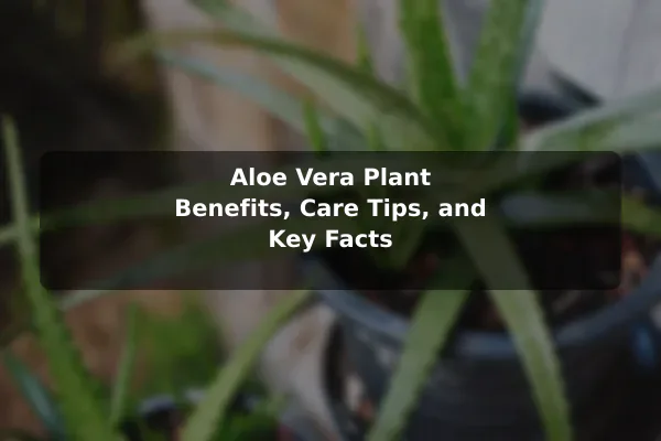 Aloe Vera Plant Benefits, Care Tips, and Key Facts