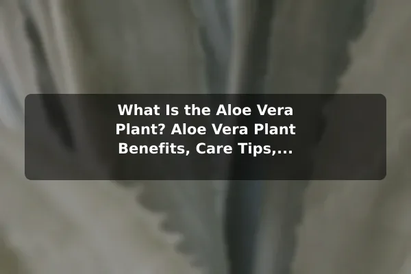 What Is the Aloe Vera Plant? Aloe Vera Plant Benefits, Care Tips, and Key Facts