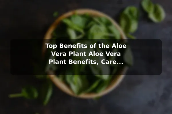 Top Benefits of the Aloe Vera Plant Aloe Vera Plant Benefits, Care Tips, and Key Facts
