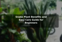 Snake Plant Benefits and Easy Care Guide for Beginners Snake Plant Benefits and Easy Care Guide for Beginners