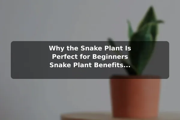 Why the Snake Plant Is Perfect for Beginners Snake Plant Benefits and Easy Care Guide for Beginners
