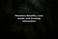 Monstera Benefits, Care Guide, and Growing Information