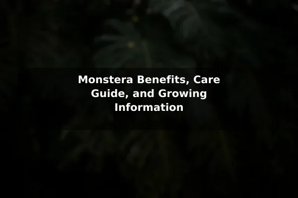 Monstera Benefits, Care Guide, and Growing Information