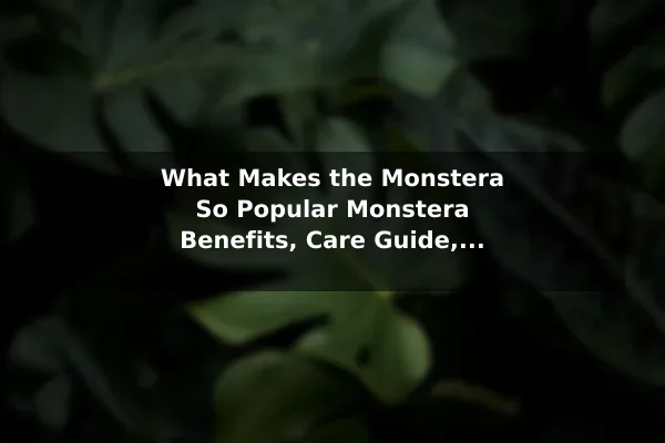 What Makes the Monstera So Popular Monstera Benefits, Care Guide, and Growing Information