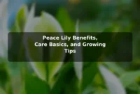 Peace Lily Benefits, Care Basics, and Growing Tips