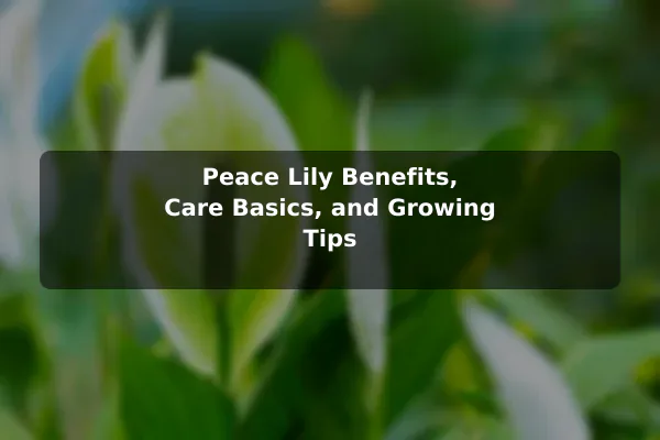 Peace Lily Benefits, Care Basics, and Growing Tips