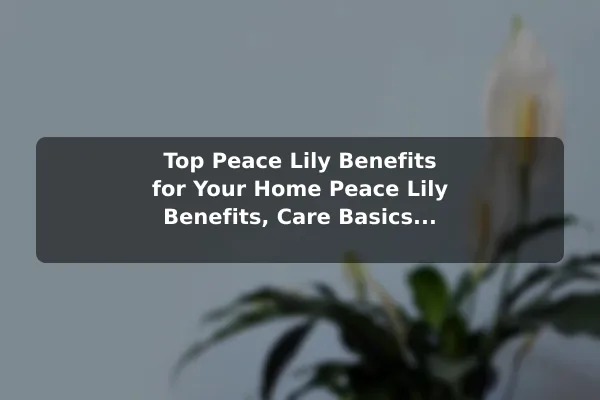 Top Peace Lily Benefits for Your Home Peace Lily Benefits, Care Basics, and Growing Tips