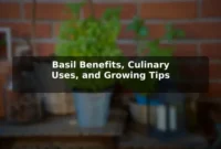 Basil Benefits, Culinary Uses, and Growing Tips